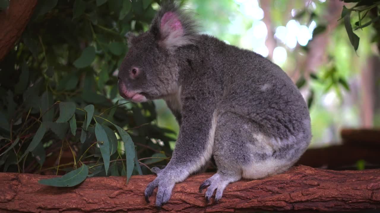 koala mirada mirando masticando comiendo verdor hojas de eucalipto árbol de goma tarde noche luz del sol pino solitario koala santuario brisbane qld australia vida silvestre naturaleza nativa aussie animal pan de verano