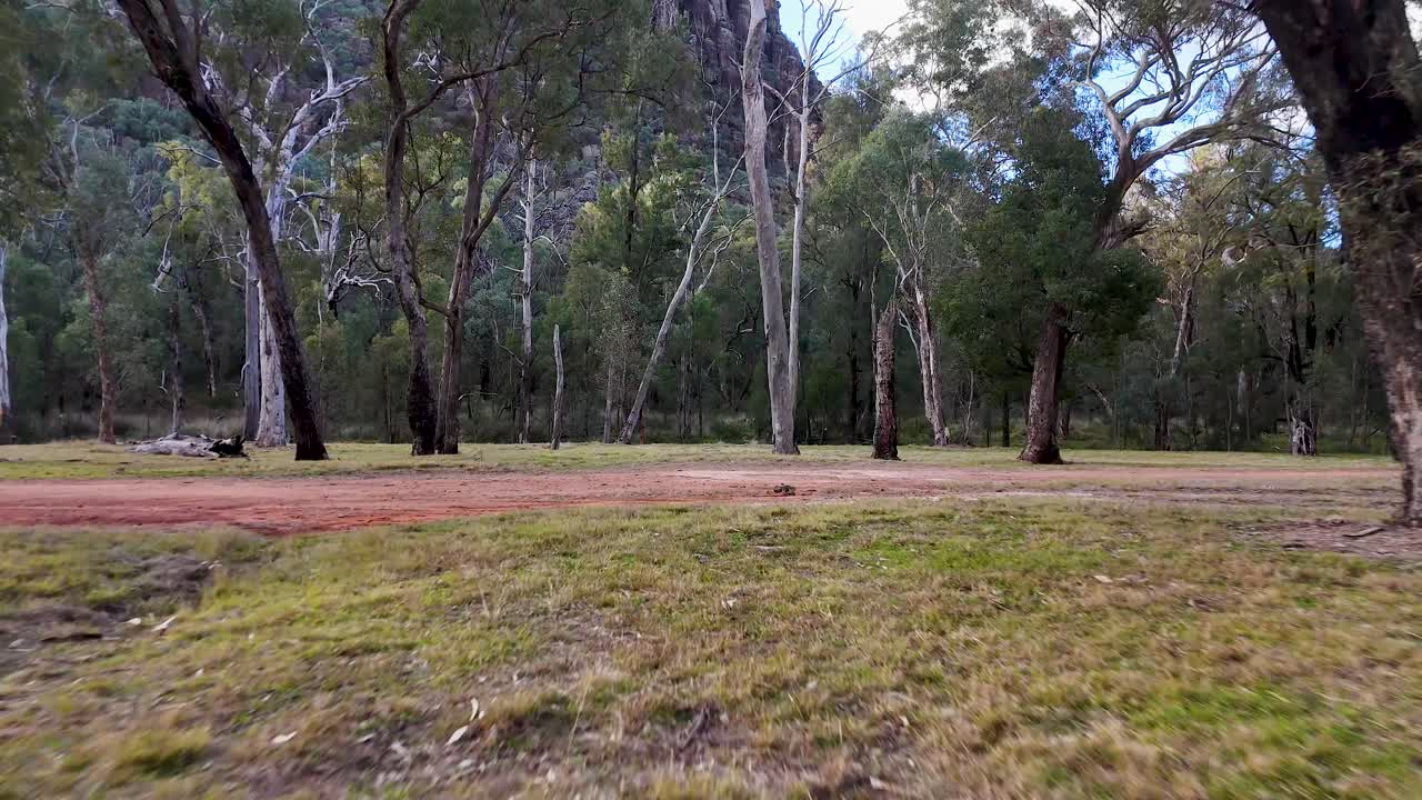 Camera glides smoothly across open grassy terrain with scattered eucalyptus trees in a tranquil Australian forest, under soft, natural evening light