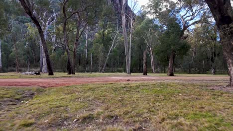 camera glides smoothly across open grassy terrain with scattered eucalyptus trees in a tranquil australian forest, under soft, natural evening light