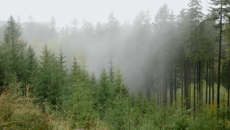 Timelapse-of-the-condensation-mist-in-the-woods-in-the-mountains---the-natural-process-of-creating-the-clouds-by-the-forest