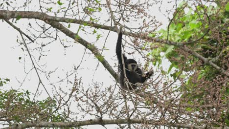 Hängt-Beim-Obstpflücken-Und-ändert-Dann-Seine-Position,-Um-Sich-Nach-Rechts-Zu-Bewegen,-Weißhandgibbon-Hylobates-Lar,-Thailand