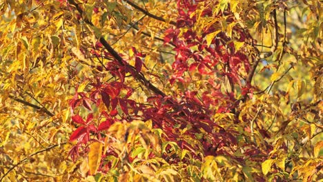 camera slides down an ash tree's golden leaves in gentle autumn breeze - 4k.