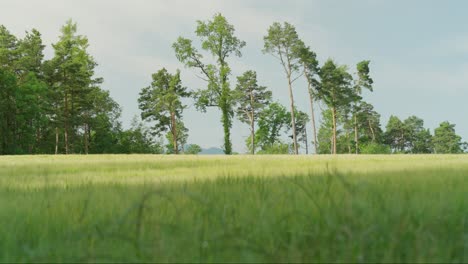 cereal field with green cereal stalks and morning dew field