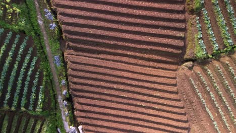 Terrazas-Panyaweuyan-Suelo-Rico-Esculpido-En-Cultivos-Agrícolas-A-Rayas-Abrazando-Las-Laderas-Volcánicas-Del-Paisaje-De-Indonesia