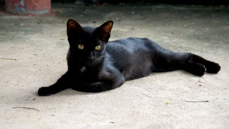 homeless black kitten cat