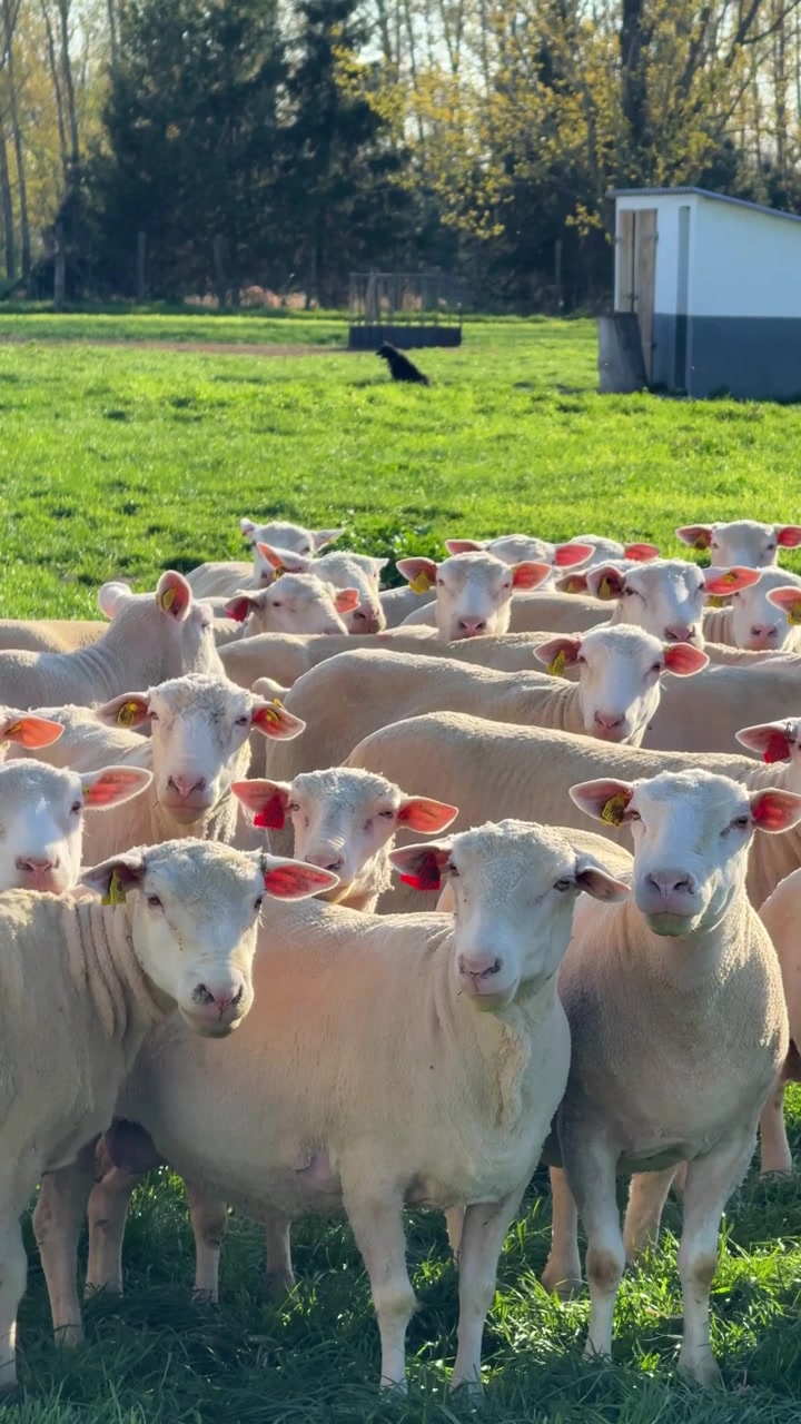 Allevamento di pecore. Filmato verticale di un gregge di pecore che cammina insieme attraverso un campo di campagna. Ottimo per contenuti su agricoltura, allevamento, sostenibilità e stile di vita rurale
