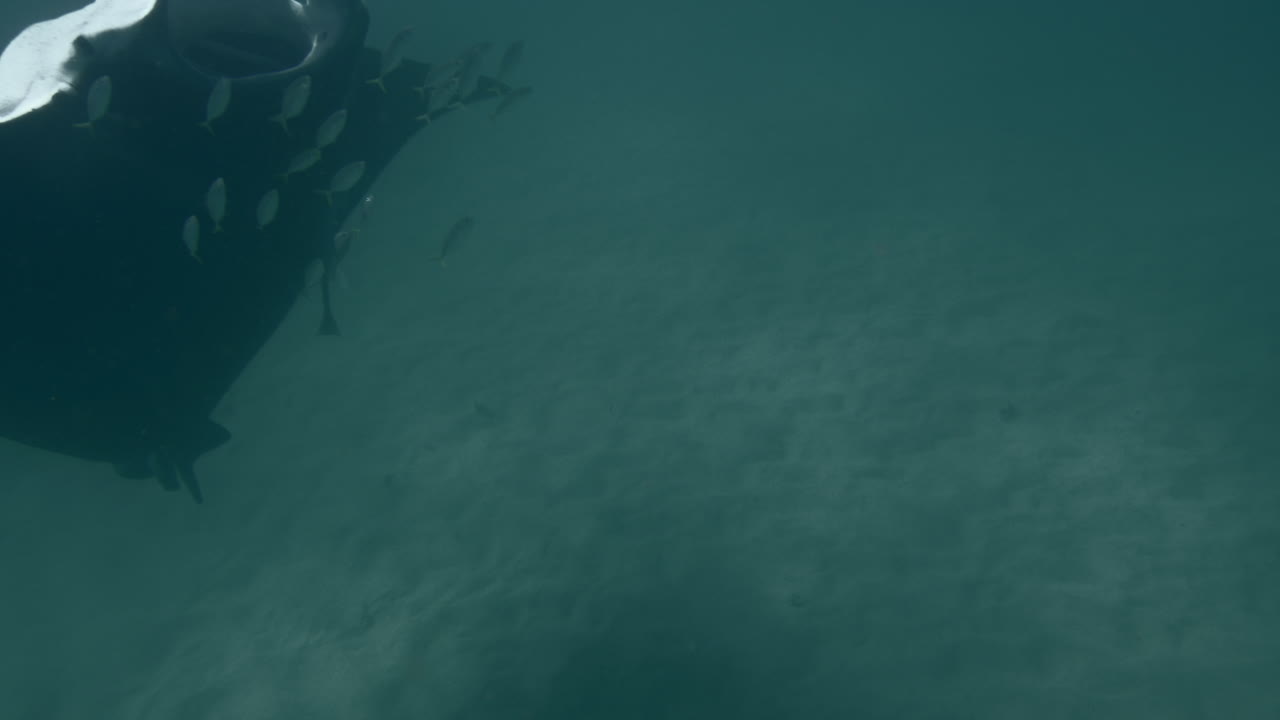 Manta Ray and Fish Underwater