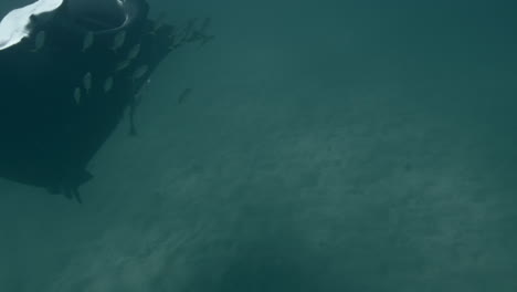 manta ray and fish underwater