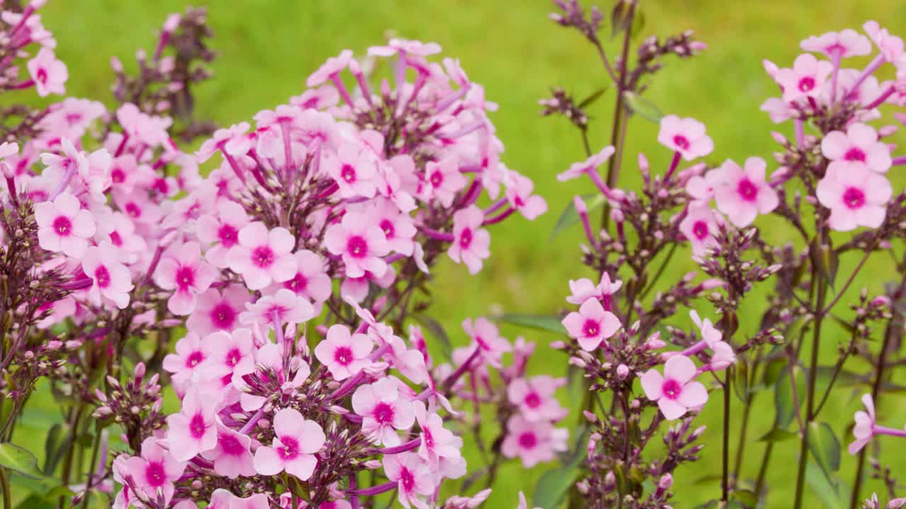 Pink phlox blossoms gently swaying outdoors, camera pans across vibrant perennial garden in daylight