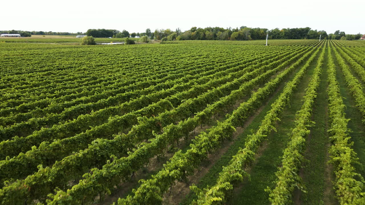 Sorvolando un pittoresco vigneto presso la tenuta vinicola di famiglia Henry of Pelham in Ontario, Canada.