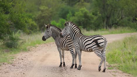 Plano-General-De-Dos-Cebras-De-Burchell-Paradas-En-La-Carretera-Antes-De-Salir-Del-Marco,-Parque-Nacional-Kruger