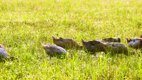 Bangladeschische-Desi-Enten-Fressen-Auf-Einer-Wiese-Im-Morgensonnenlicht-In-Bangladesch