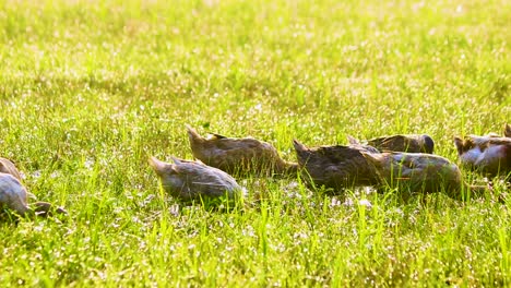 patos desi de bangladesh comiendo en el campo de hierba a la luz del sol de la mañana en bangladesh