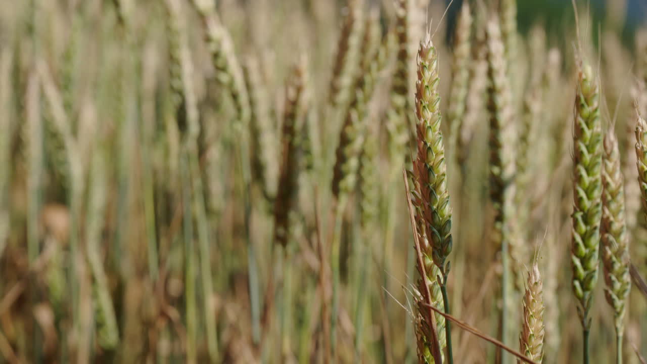 una mujer toca un tallo de grano