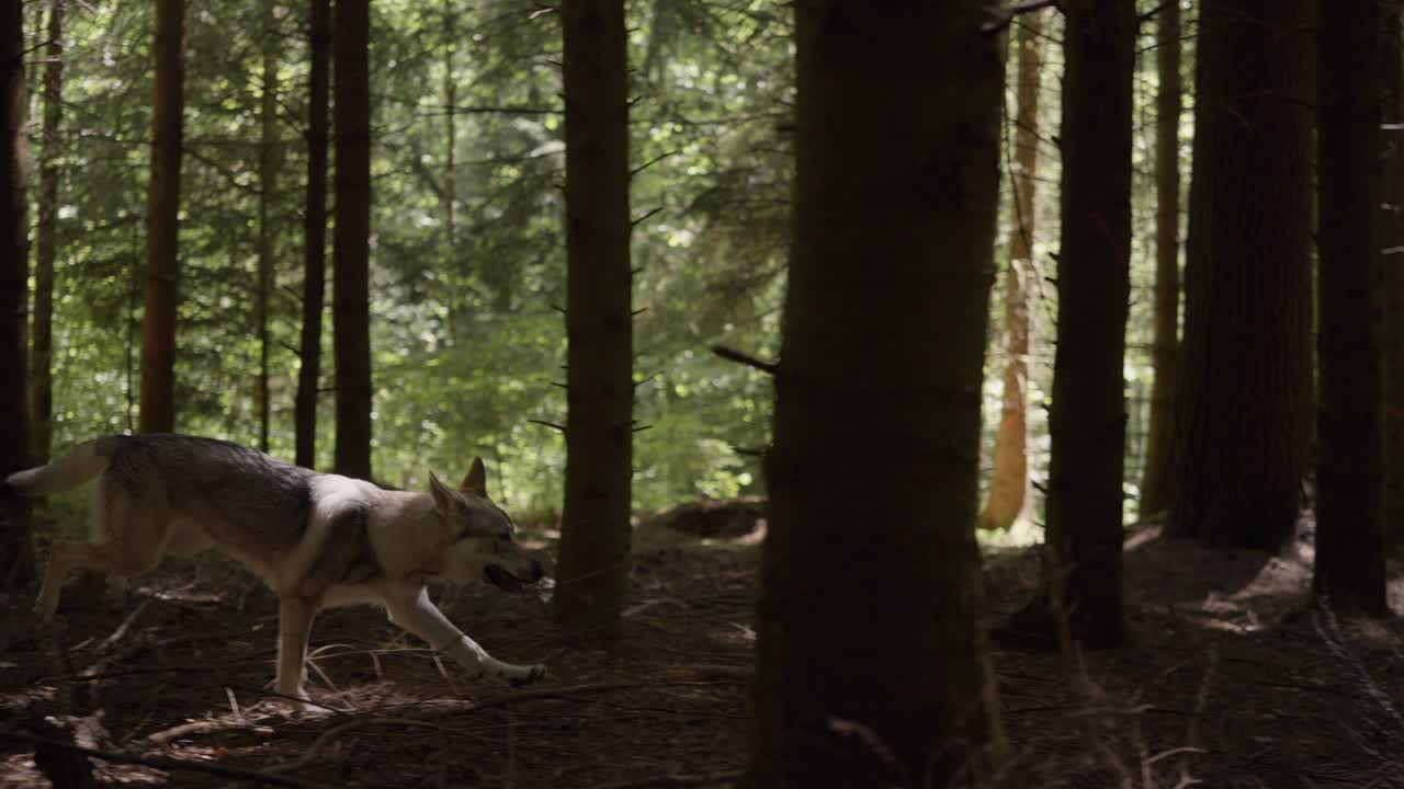 un perro lobo corriendo por el bosque.