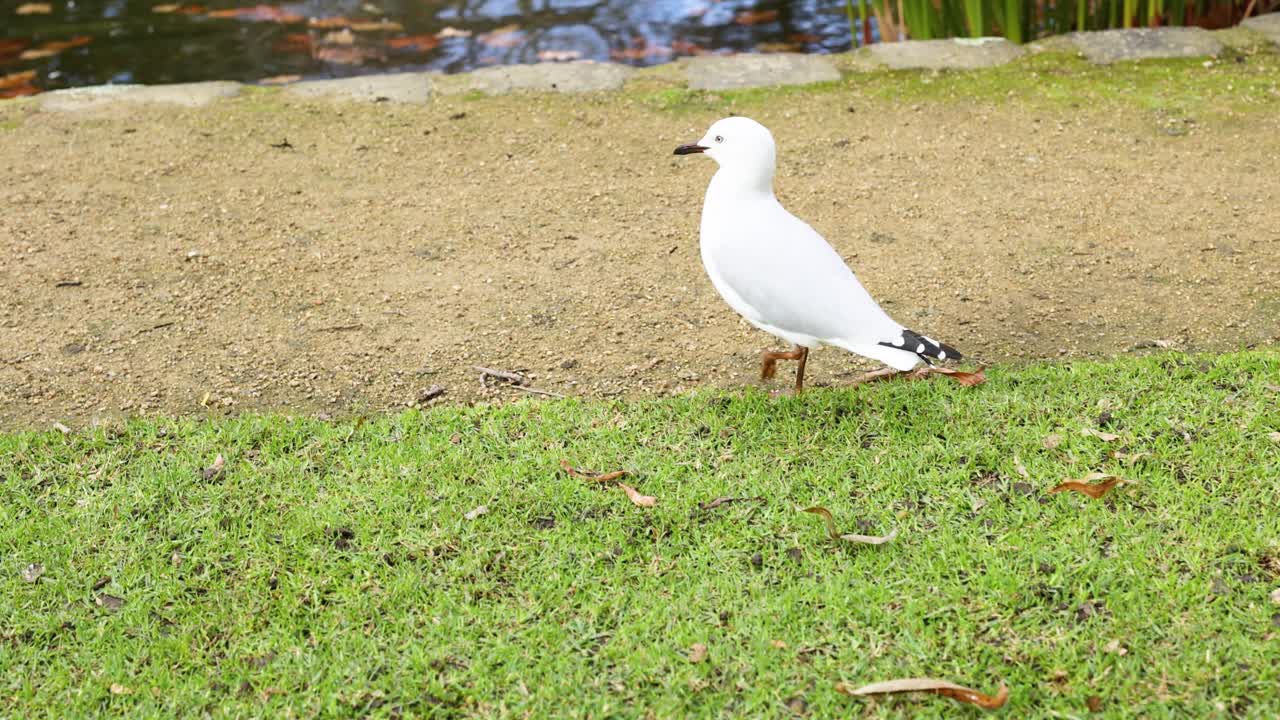 чайка, идущая по траве возле воды