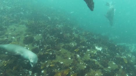 Sea-lion-comes-to-say-hello,-swims-away-making-bubbles,-Atlantic-ocean