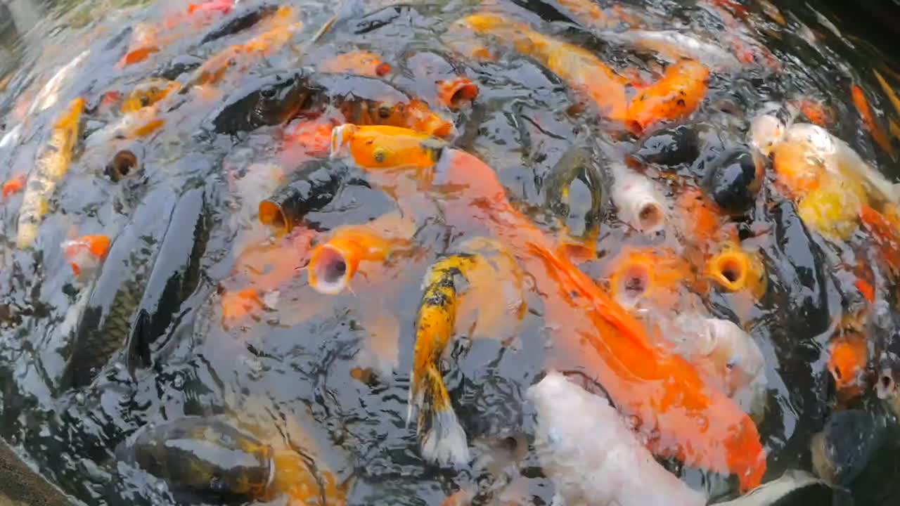 Very hungry Koi fish frenzy trying to devour the food that they were being fed. Many of them were outside the water for seconds at a time because they were resting on top of other fish.