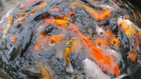 very hungry koi fish frenzy trying to devour the food that they were being fed. many of them were outside the water for seconds at a time because they were resting on top of other fish.