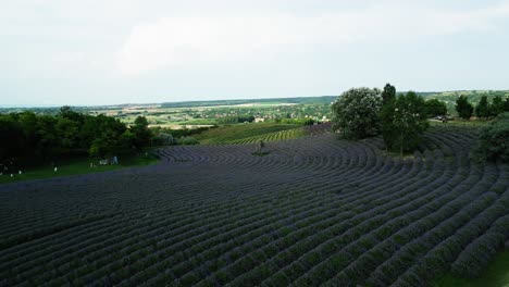 Drohnenperspektive-In-Der-Nähe-Eines-Lavendelfeldes