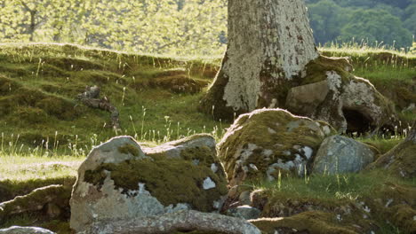 grassy english woodland in summer sunset background golden hour