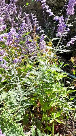 vibrantes flores de salvia rusa en un jardín soleado