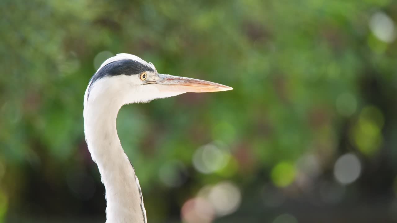 Grey heron stands alert, slowly turning head, bright daylight, soft background, shallow depth of field
