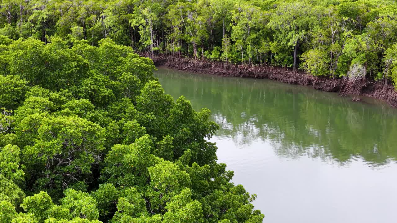 Aerial footage smoothly pans above lush mangrove forest and winding river estuary in tropical Queensland, Australia. Bright daylight, stable camera, vibrant greenery