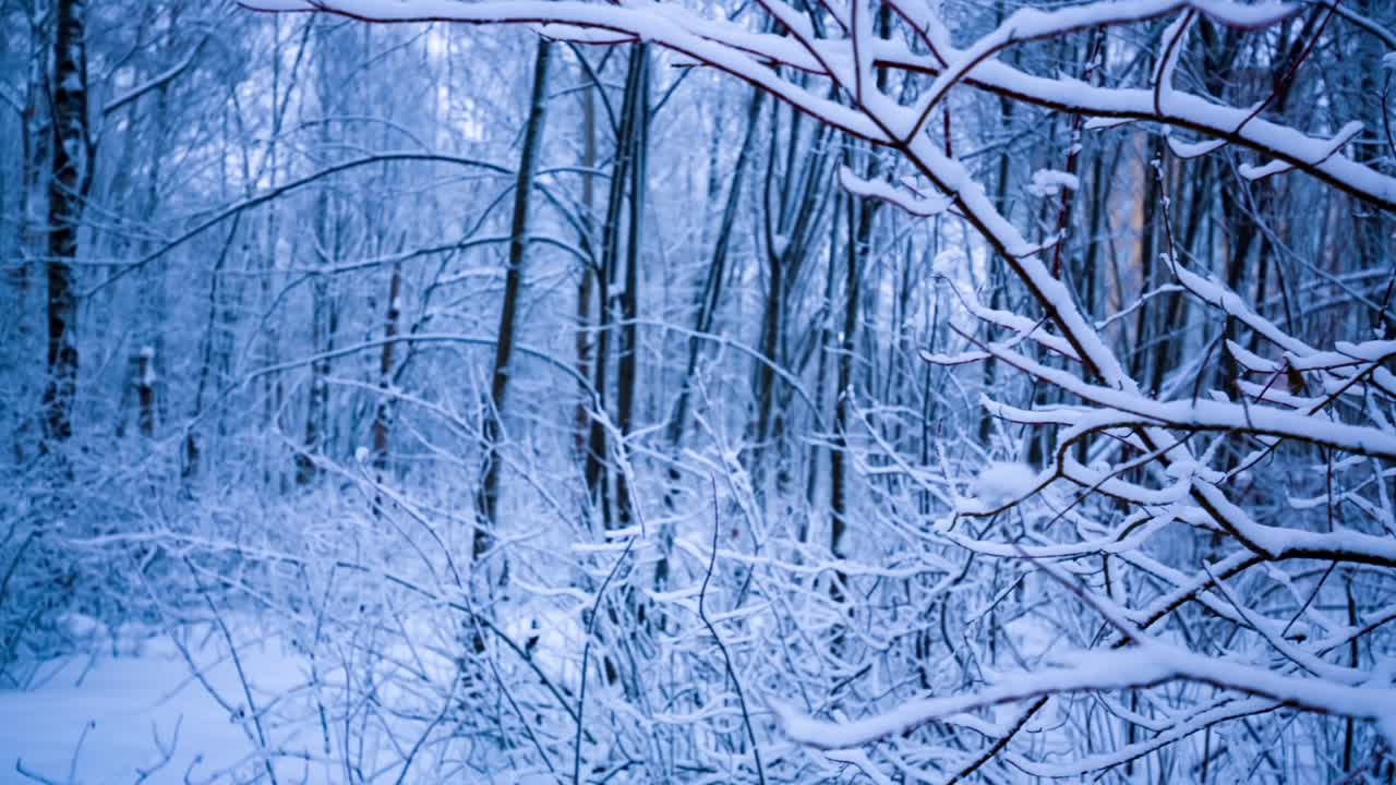 숲에 눈 덮인 가지입니다.