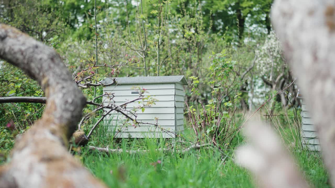 Bee hives placed in natural backyard in copenhagen, 4K