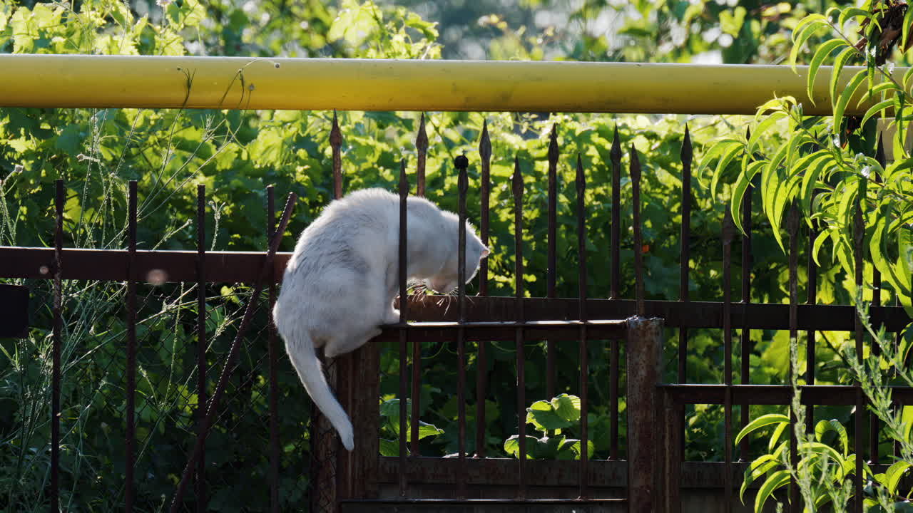 White cat climbing down a fence in daylight