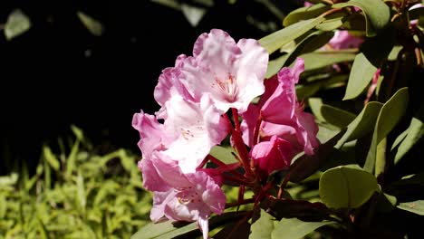 Pink-blooming-flower-and-green-background-on-sunny-day-with-light-breeze,-close-up-shot