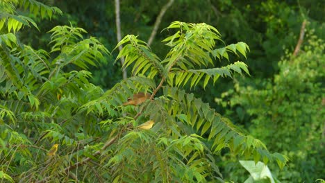 Yellow-birds-in-many-sizes-jumping-around-on-the-same-branch