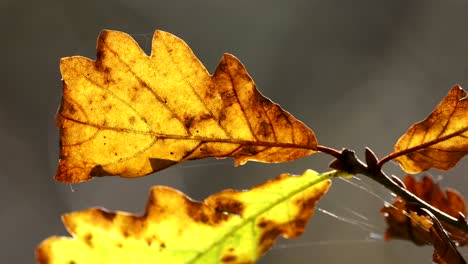 Primer-Plano-De-Hojas-De-Roble,-Colores-De-Otoño,-Bosque-Templado-Lluvioso,-Ariundle,-Highlands,-Escocia