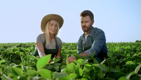 Pretty-Young-Blond-Woman-And-Handsome-Man,-Farmers-Sitting-And-Picking-Up-Leaves