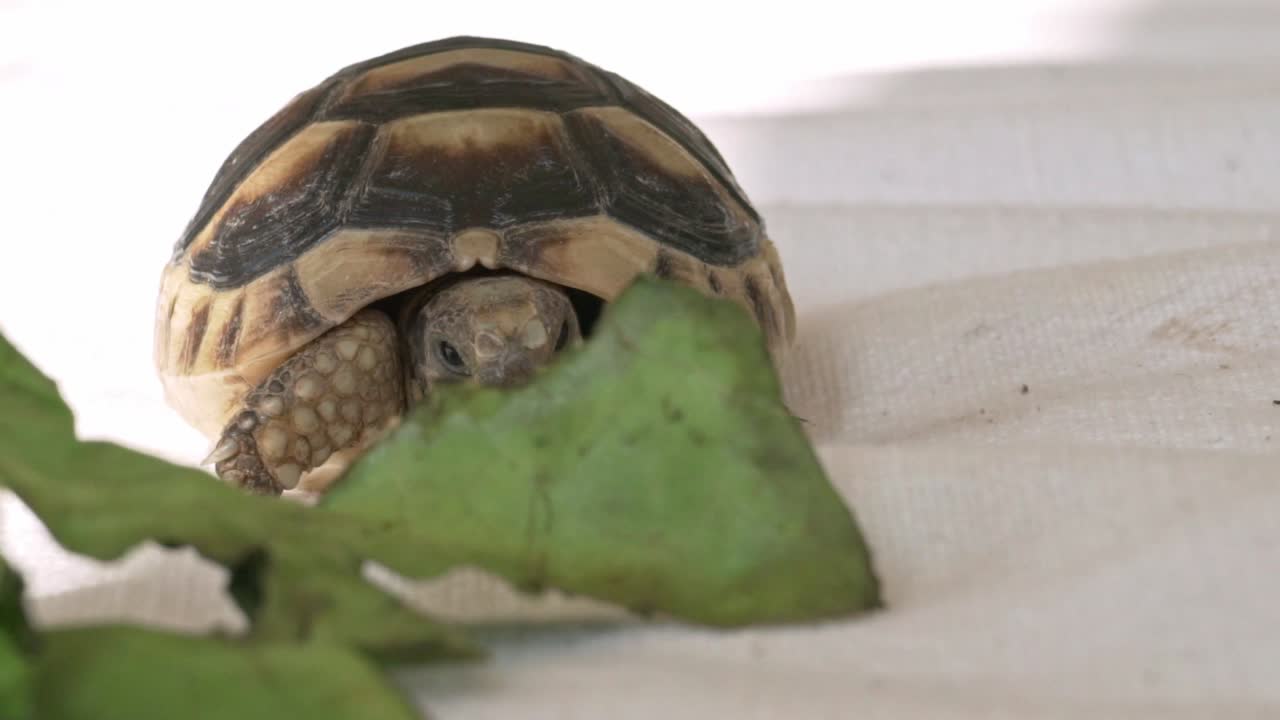 Close up on baby tortoise standing on what fabric, staring a piece of lettuce in the foreground 120fps