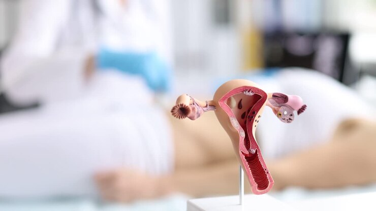Uterus Model for Medical Education
