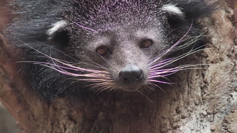 靠近 binturong 或熊貓的臉在樹上長長的白色胡子