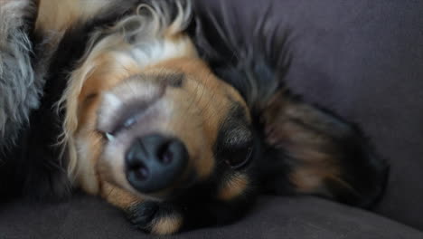 dachshund dog asleep upside down on grey sofa