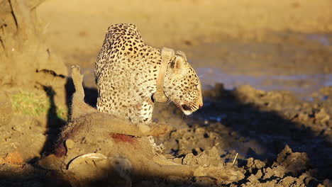 rare view of male leopard moments after killing a large warthog