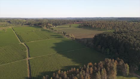 panoramic view of a magnificent green tea plantation in oberá, misiones, argentina, highlighting the vast and lush landscape of camellia sinensis cultivation