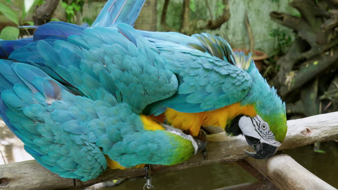 sentados en una pequeña ramita, una pareja de guacamayos azules y amarillos, ara ararauna se están limpiando el uno al otro dentro de su jaula en un zoológico