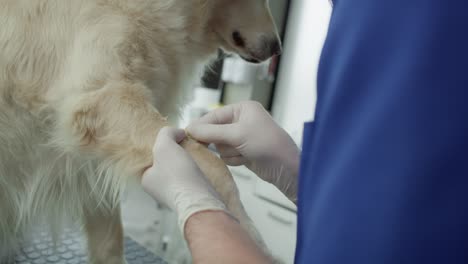 Close-up-of-male-veterinarian-taking-blood-sample.