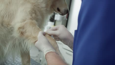 primer plano de un veterinario que toma una muestra de sangre.