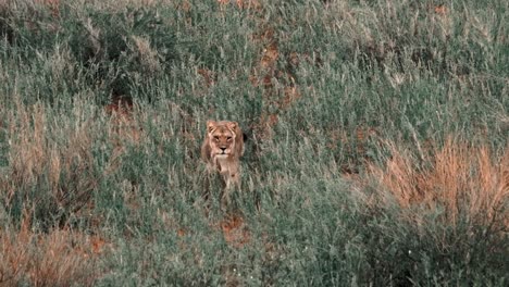 a lioness walking down a red sand dune in the kalahari after the rains