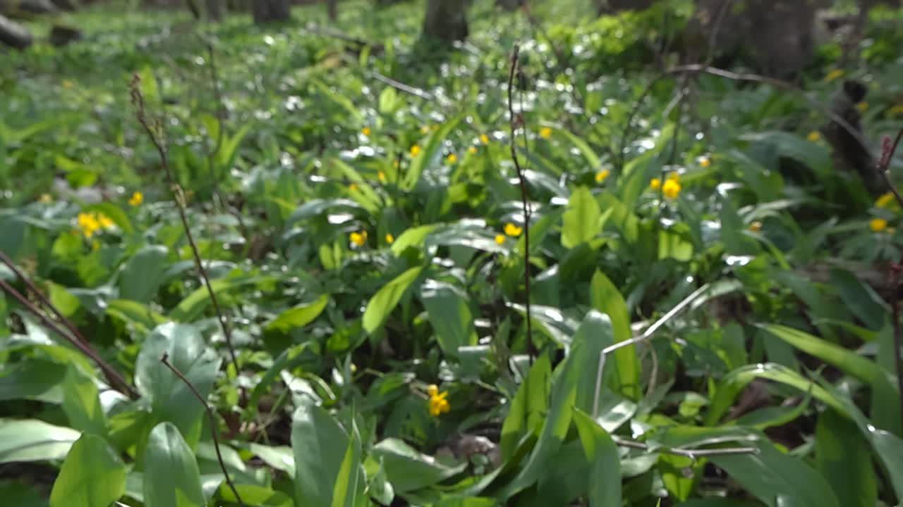 Low angle of sunlighted spring forest floor in Puhtu nature reserve broadleaf forest. Sun shining through the tree trunks. View moving up from fresh green ground revealing woodland bright atmosphere