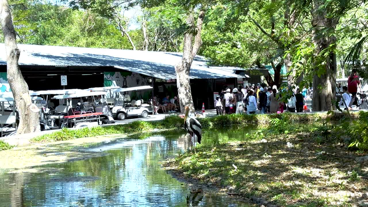 Birds and people interact near a zoo pond
