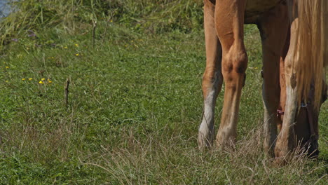 caballo marrón pastando hierba fresca