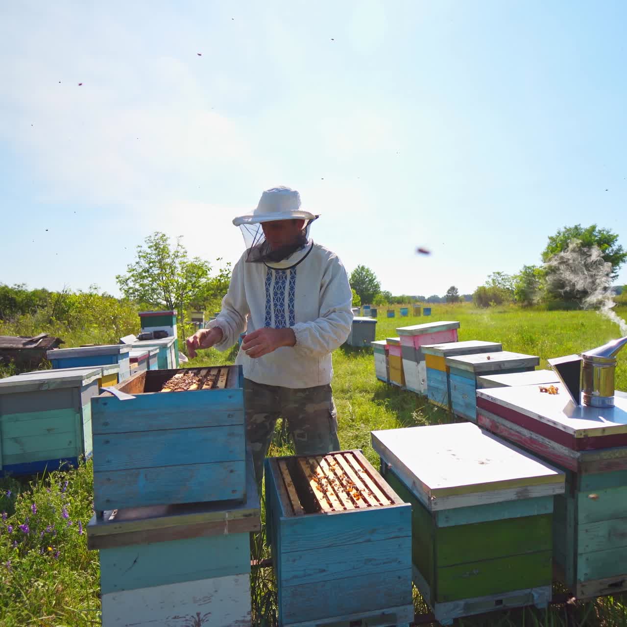 Apiary on field. Beekeeper holds a honey frame with bees in hands. Beekeeper at work near the wooden hive. Farmer taking out honeycombs.