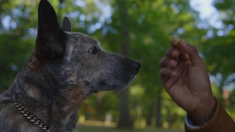 a cattle dog is sharply focused on a treat